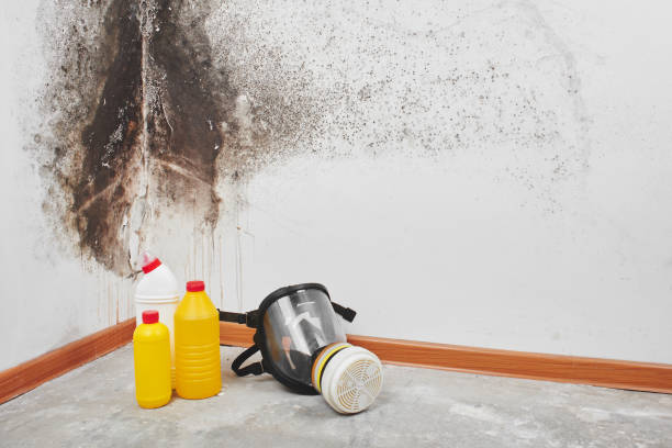 Best Commercial Mold Removal  in Hinton, OK