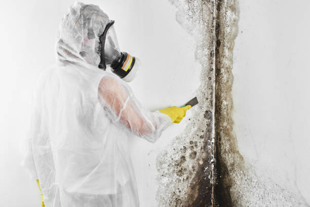 Best Black Mold Removal  in Hinton, OK