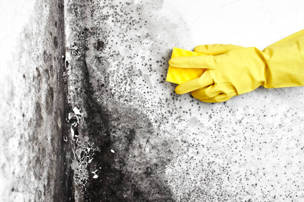 Best Fast Mold Removal  in Hinton, OK