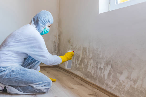 Best Home Mold Removal  in Hinton, OK