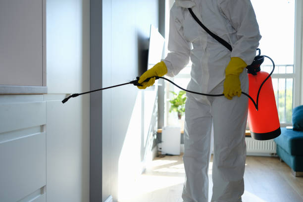 Best Certified Mold Removal  in Hinton, OK