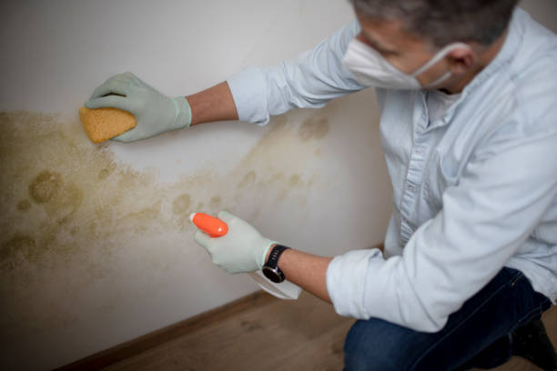 Best Affordable Mold Removal  in Hinton, OK