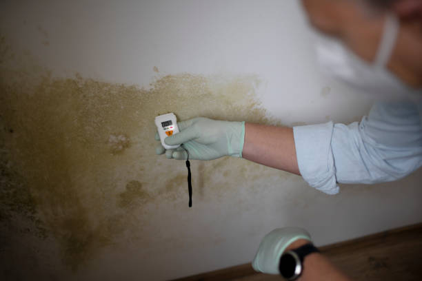 Best Black Mold Removal  in Hinton, OK