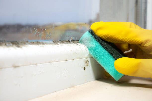 Best Professional Mold Removal  in Hinton, OK