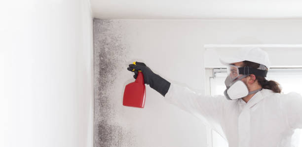 Best Mold Remediation Experts  in Hinton, OK