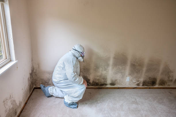 Best Residential Mold Removal  in Hinton, OK