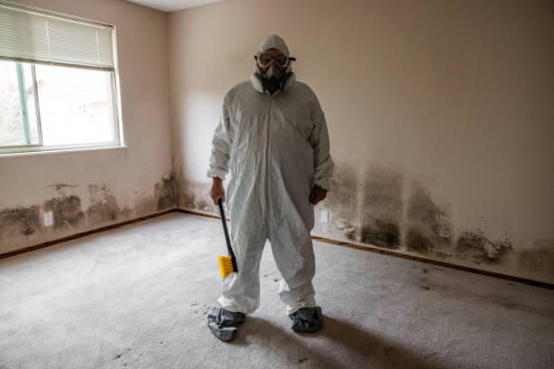 Best Mold Removal Company Near Me  in Hinton, OK