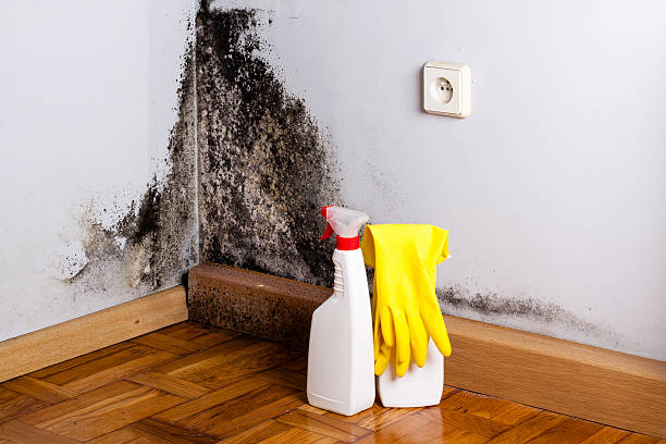 Best Mold Removal Near Me  in Hinton, OK